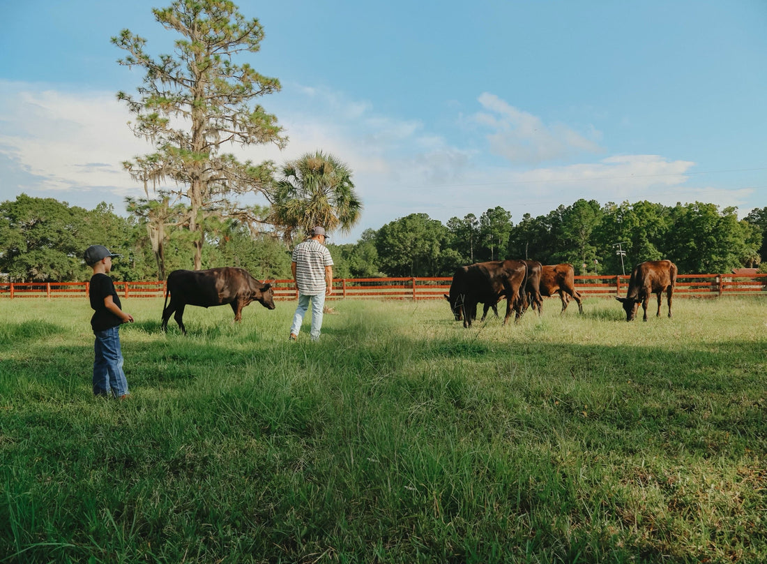 Why Transparency Matters at T&K Wagyu