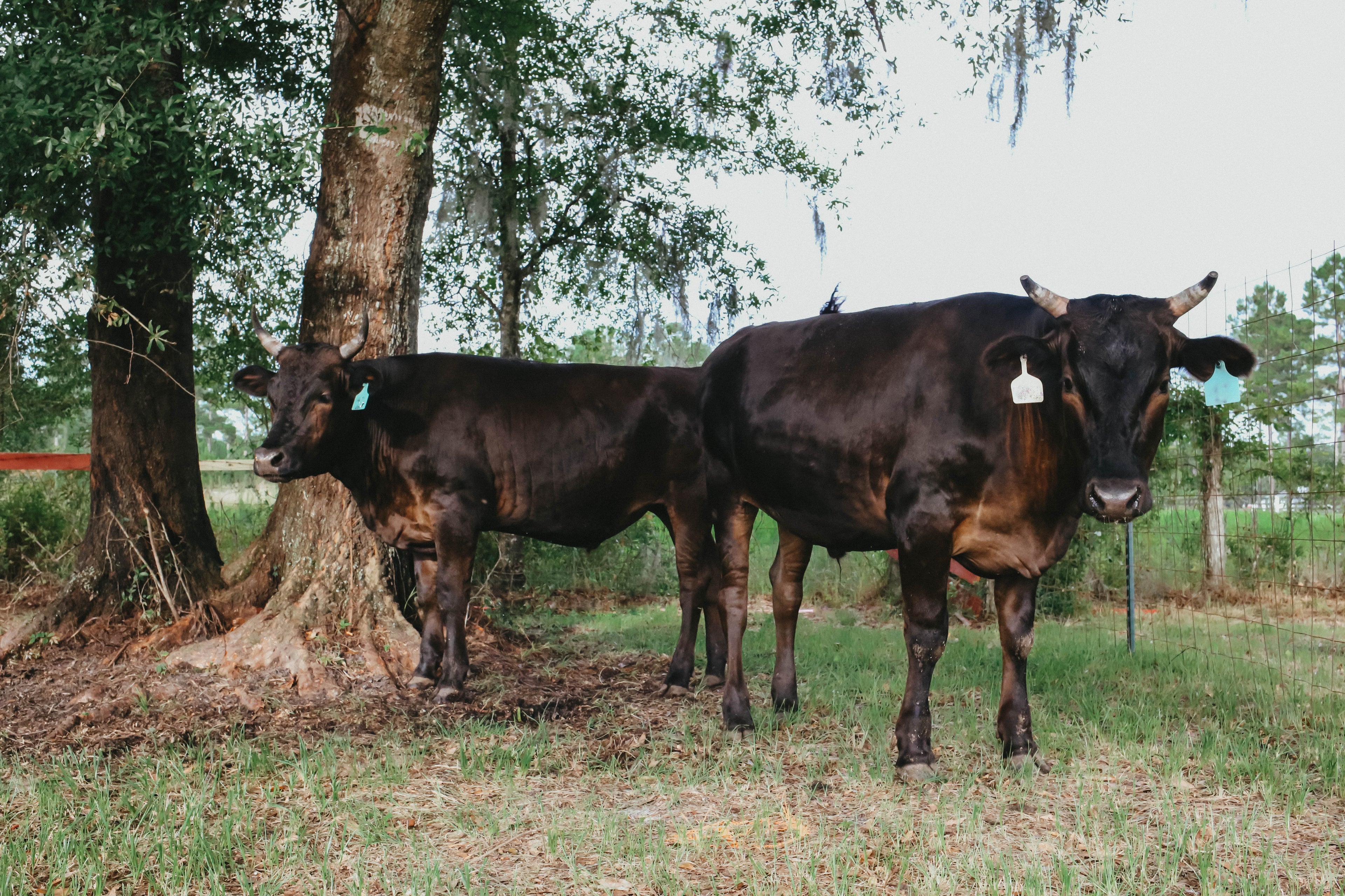 Quarter Cow