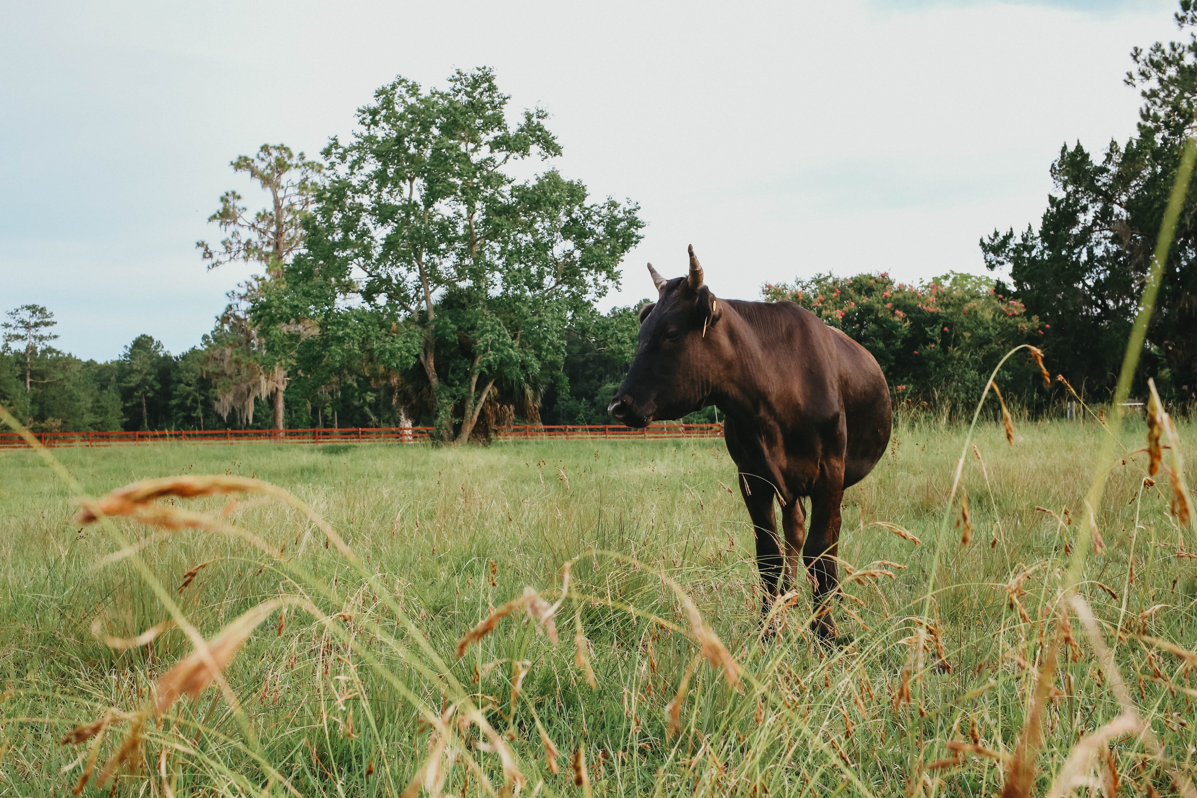Rancher