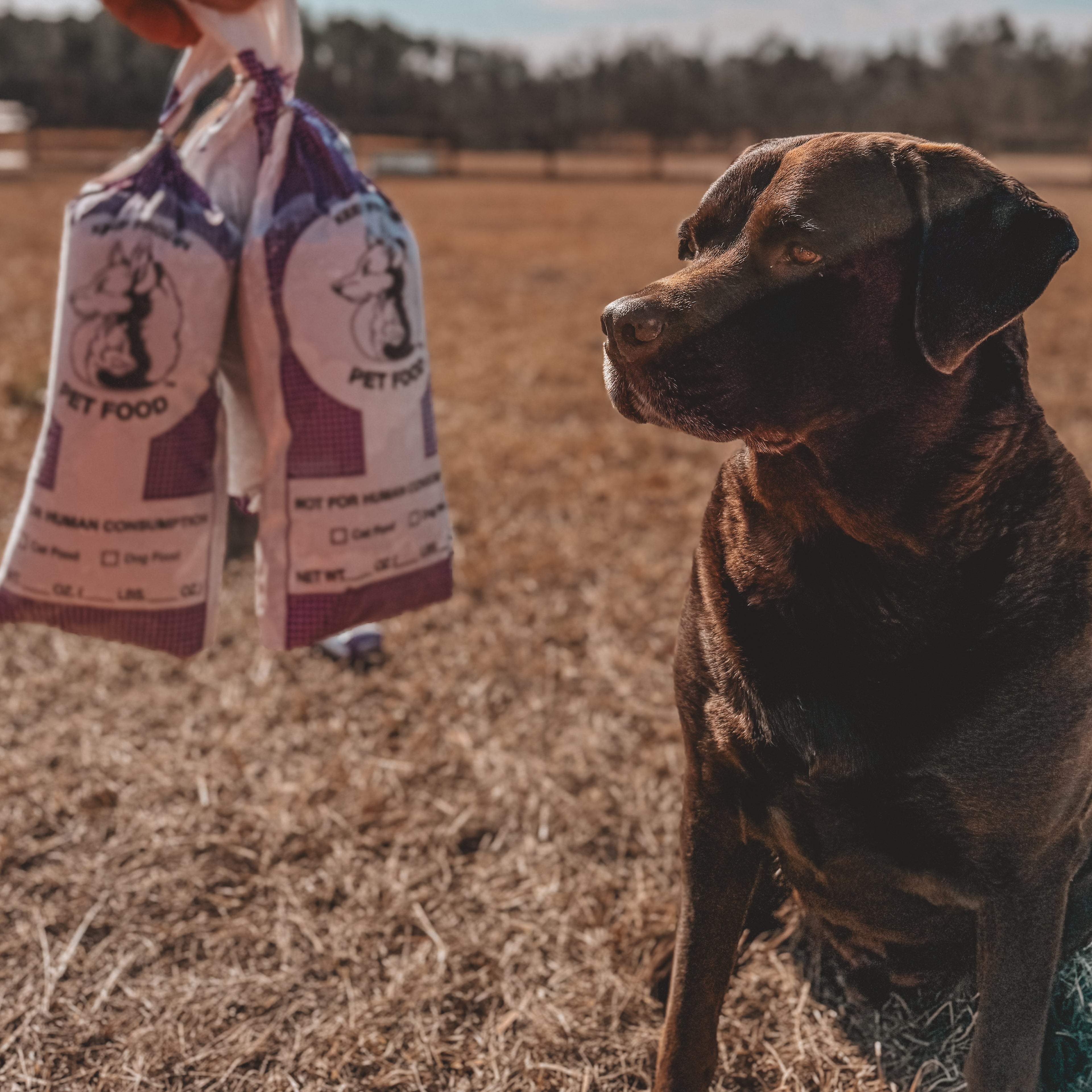 Raw Pet Blend